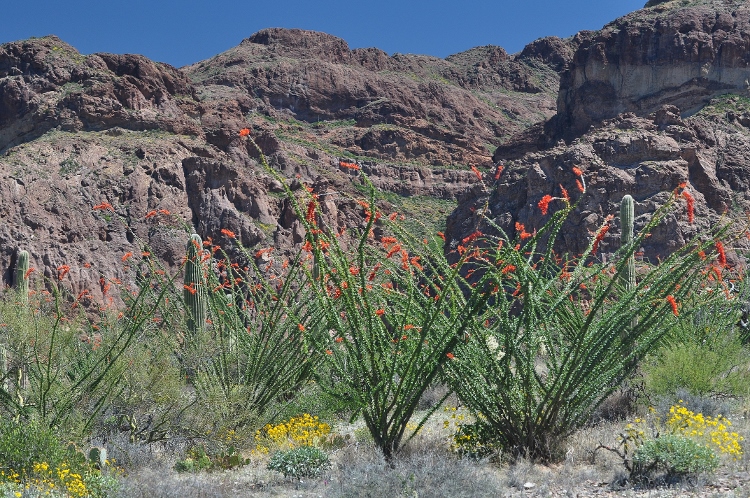 the desert floor